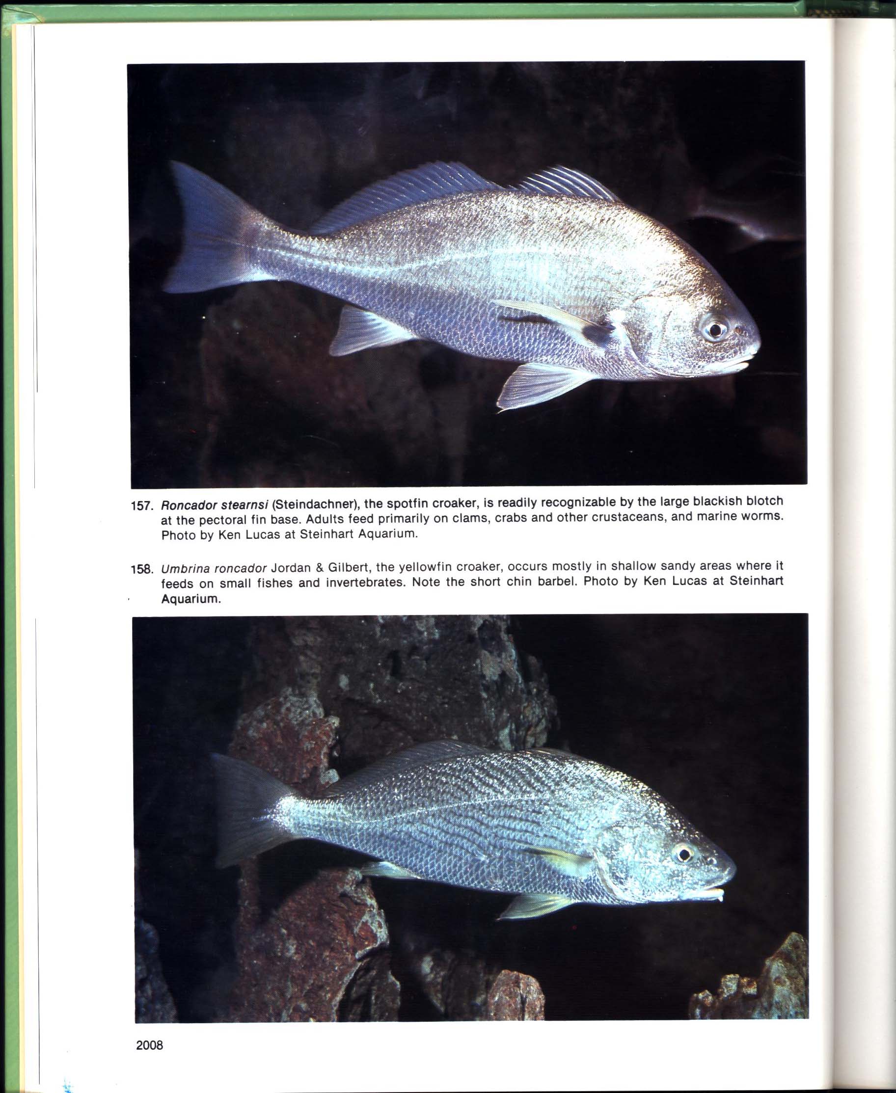FISHES OF CALIFORNIA AND WESTERN MEXICO: Pacific marine fishes, Book 8 (California & Western Mexico). tfhp6102c